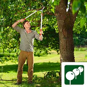 Orchard & Shrubs